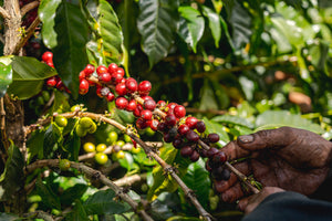 The Current State of the Coffee Industry—And Its Ripple Effect on the Entire Supply Chain